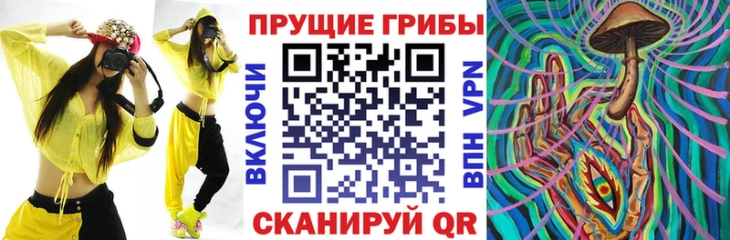площадка какой сайт OMG ССЫЛКА Гвардейск Псилоцибиновые грибы Psilocybine cubensis